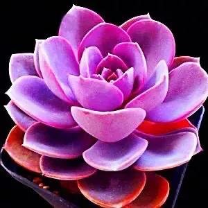 好看好养的多肉类植物,多肉类植物好看