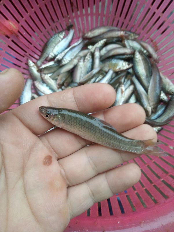 澶у瀷楹︾楸煎拰灏忓瀷楹︾楸肩殑鍖哄埆,甯歌鐨勯害绌楅奔