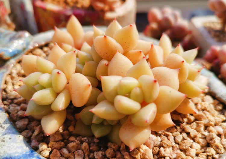 养多肉的感悟熬过冬季,象牙多肉养护方法