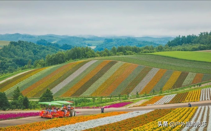 日本北海道富良野骑行攻略，试过在花田、花海中骑行吗？