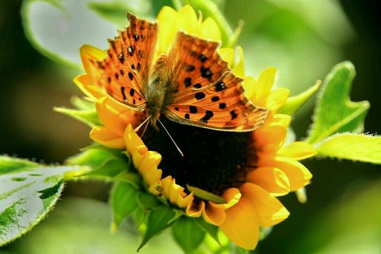 原创蝴蝶恋花,蝶恋花蝴蝶原唱