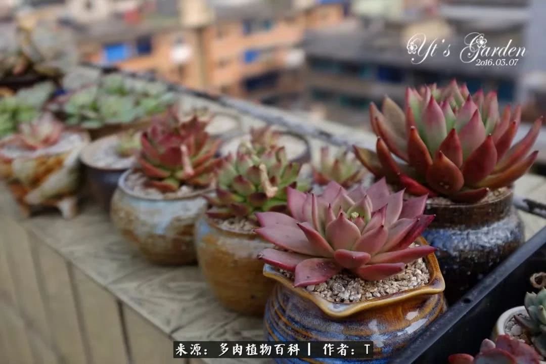 多肉还可以这样玩(上):八年养肉路剪影!