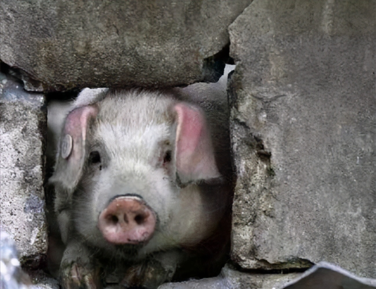 猪坚强为什么不能站立了,猪坚强为何上热门