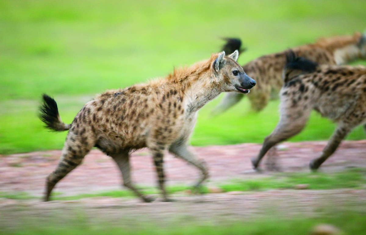 被误解的鬣狗,被误解最深的动物鬣狗