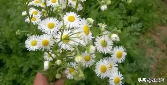 野菊花对肝肾毒害,野菊花有没有毒性