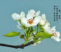 岑参怎么读音,岑参读音正确语音