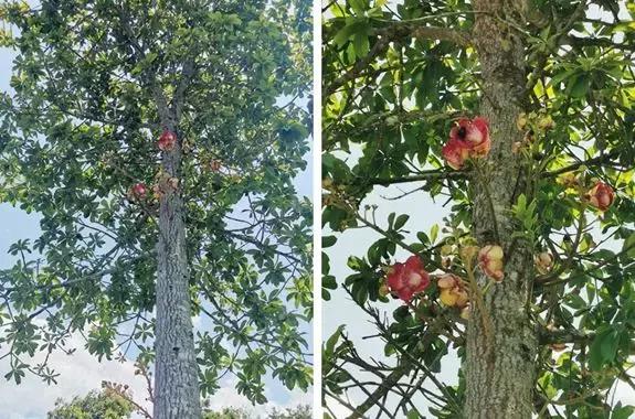 Science•活物誌丨纳尼？这世上还真有炮弹树？！所以能吃吗？