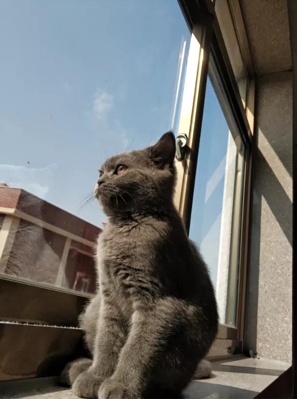 和宠物交流说什么,和宠物谈恋爱