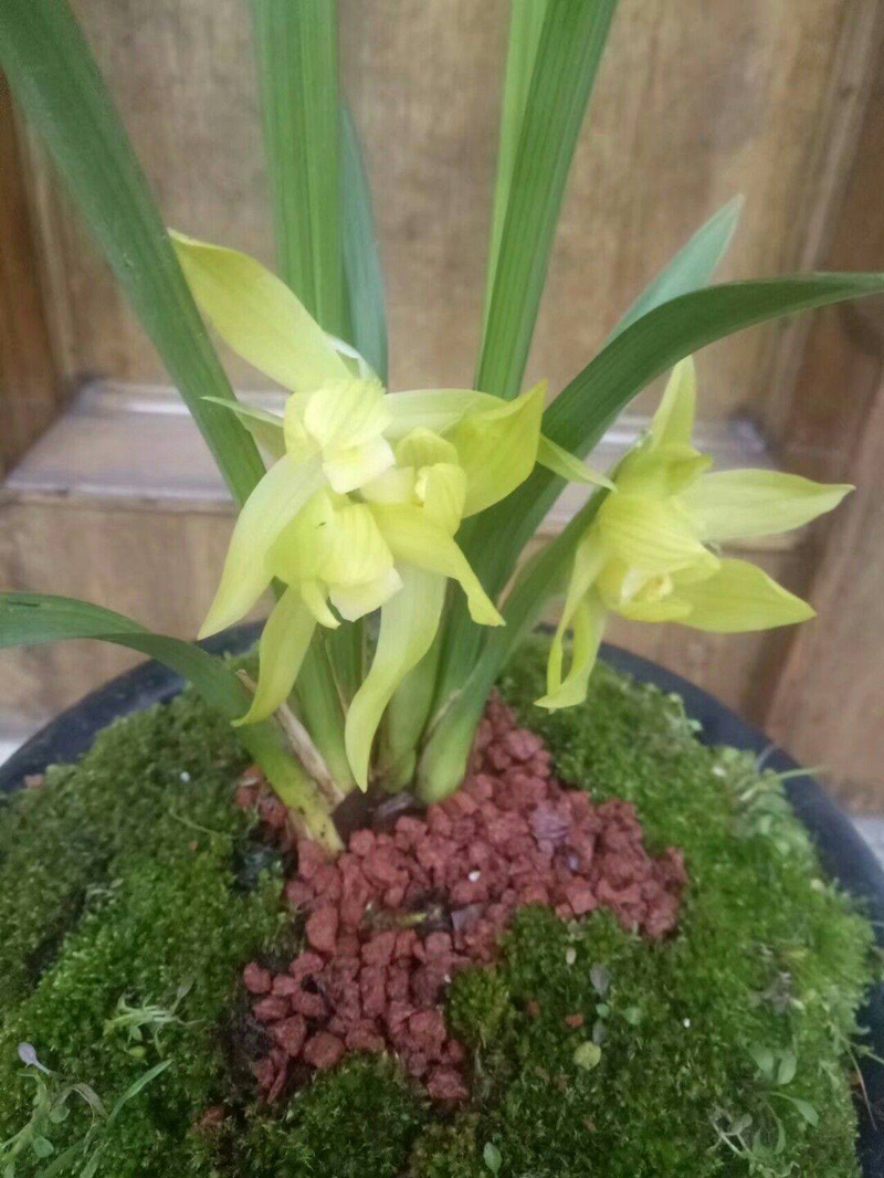 兰花粉虱怎么去除,兰花上的虱虫怎么去除