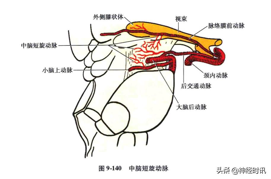 急性脑血管病的解剖诊断,脑的血液供应来源及脑血管的特点