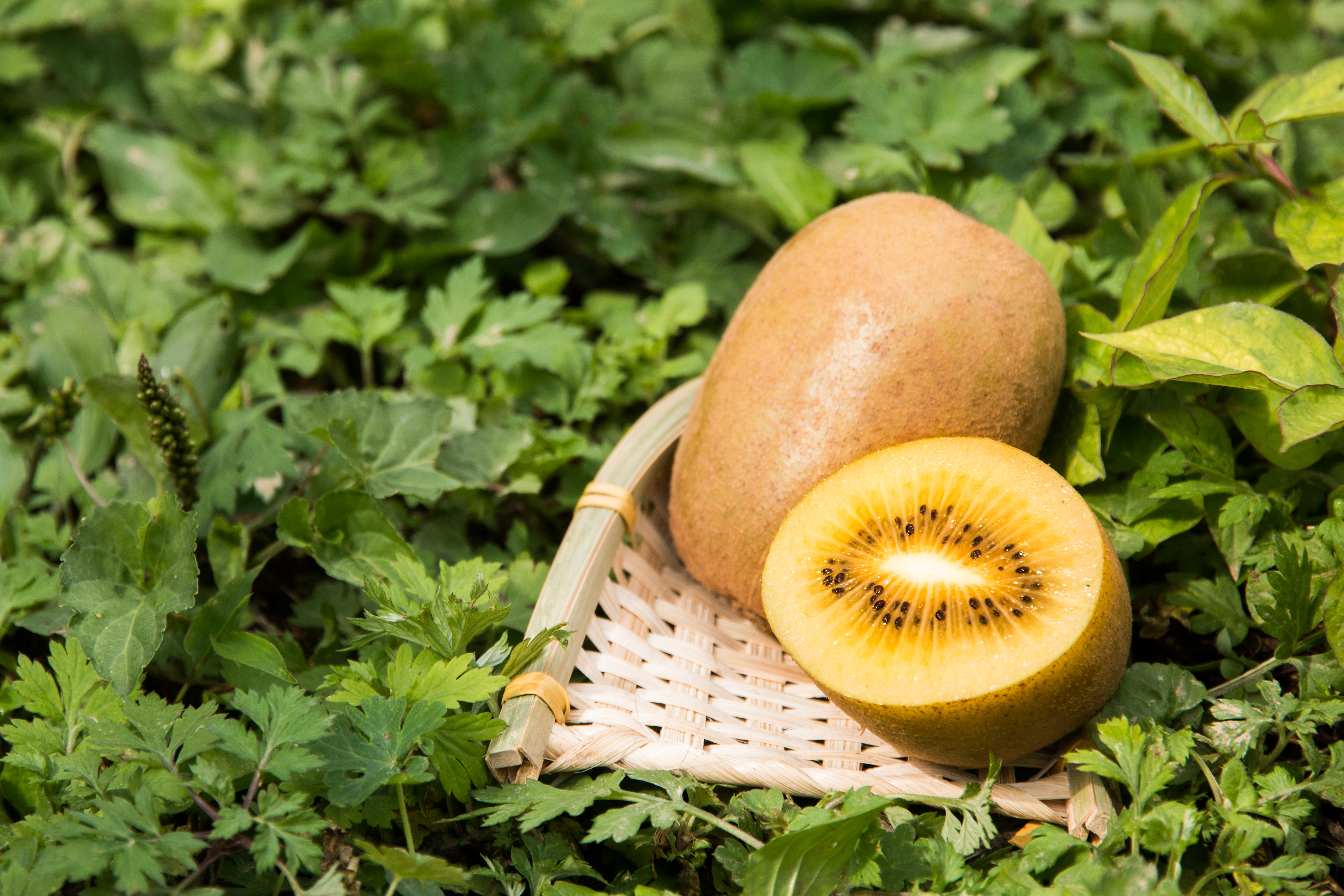 适合孕妇高血糖的水果,适合孕妇血糖高吃的水果有哪些