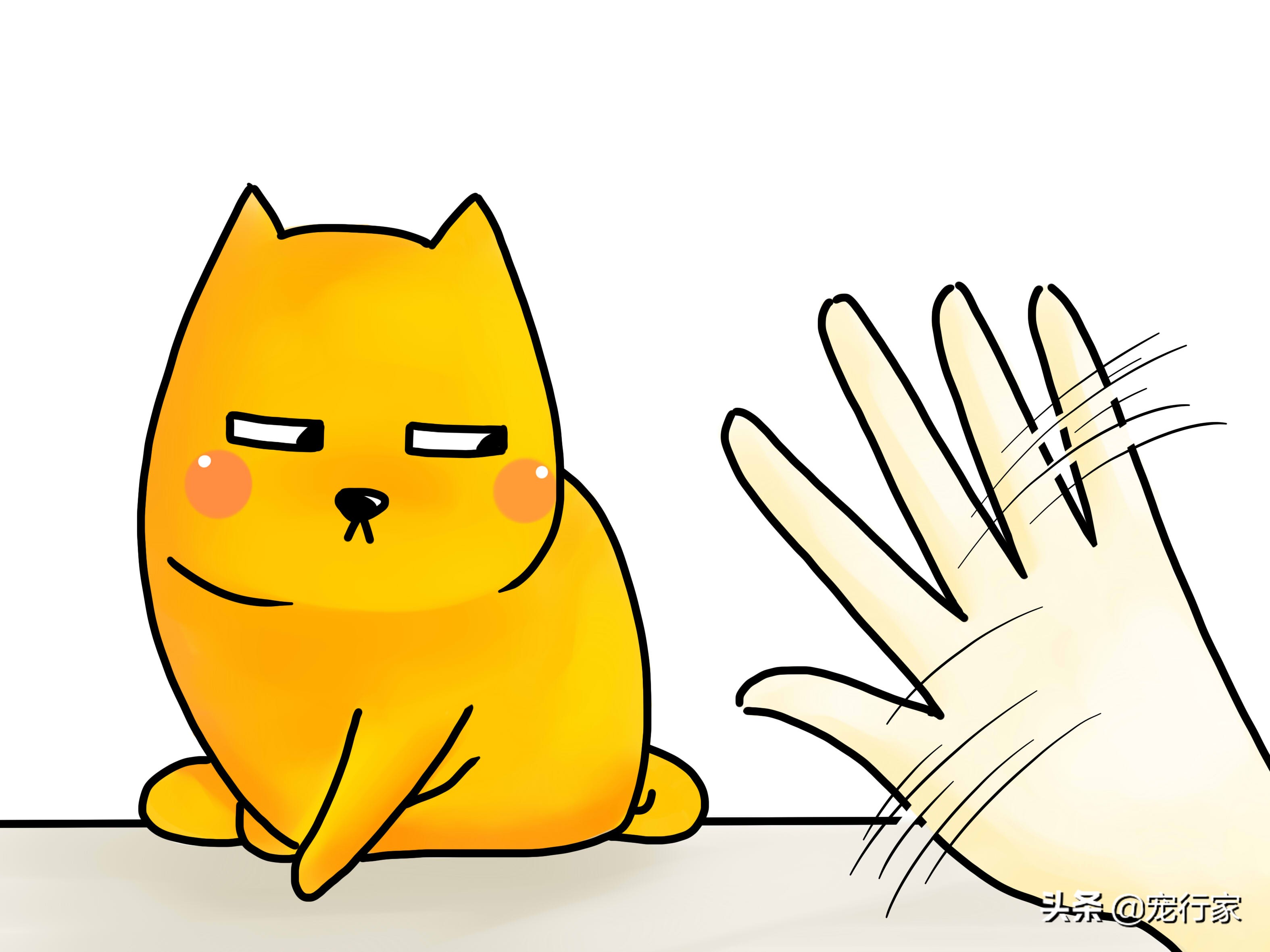 如何照顾耳聋的猫咪,如何照顾耳聋的猫