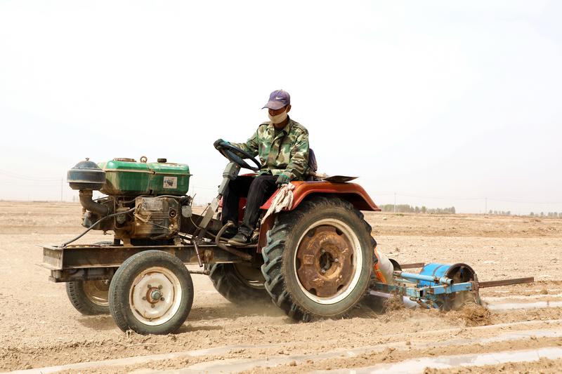 【决战决胜脱贫攻坚·动力之源】民勤县南湖镇：3000亩茴香种植基地耕种忙