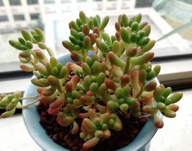 多肉淋雨了怎么处理,多肉夏季淋雨了要怎么处理