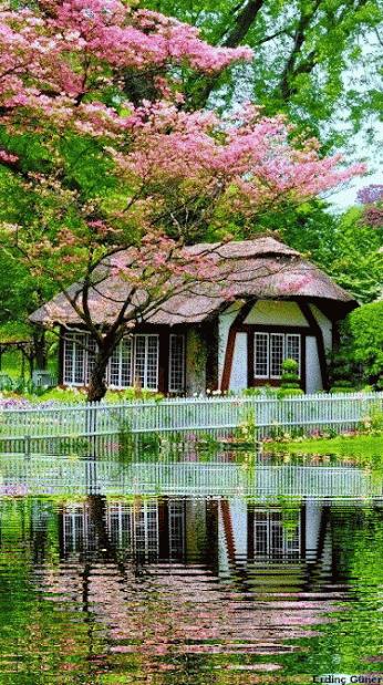 海边水中玫瑰花图片高清大图,最美山水花草倒影图片