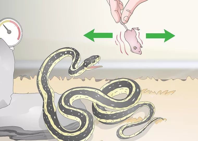 合法饲养宠物蛇,宠物蛇饲养视频