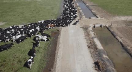 爆款限时秒杀认养一头牛,认养一头牛200ml一箱的价格