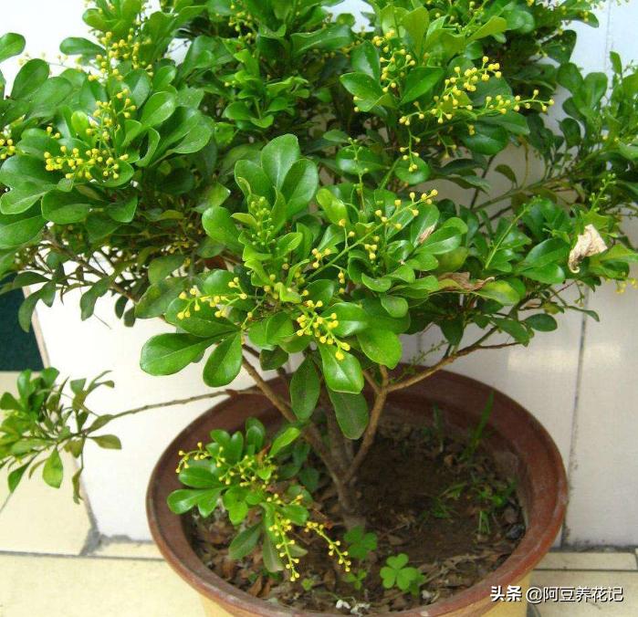 小米兰品种,小米兰适合在院里养