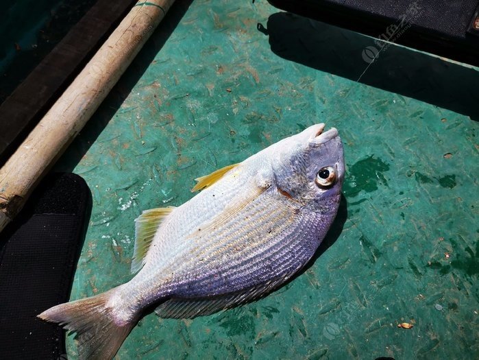 矶钓一竿远,精彩矶钓