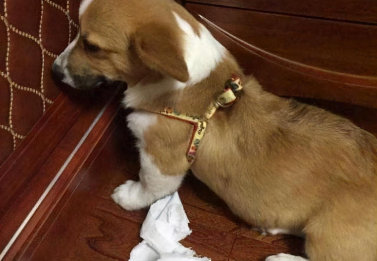 狗狗又吐又抖是什么原因,狗狗老是摇头抖耳朵是什么原因