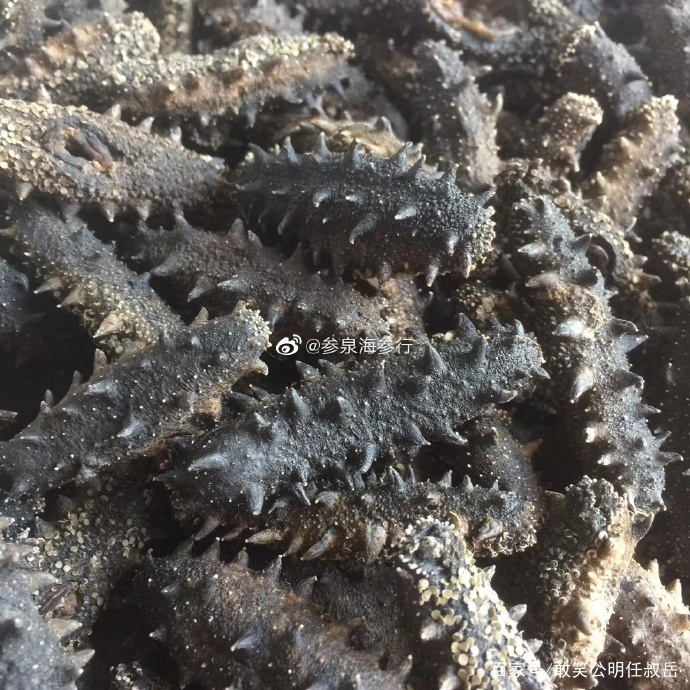 山东威海的特产海参,海参被称为什么之王