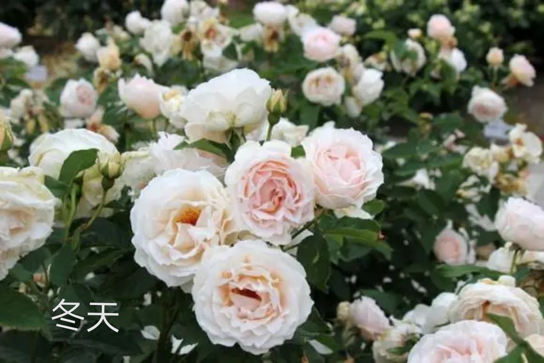 2020年木村卓功月季新品,木村卓功的月季都比较耐阴吗