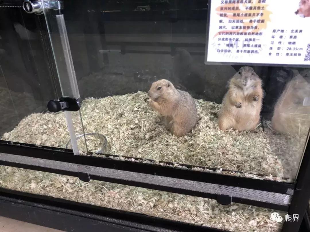 伦敦的爬宠店,隐藏在小区深处的店铺