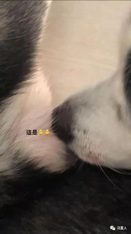 二哈隔着笼子伸腿被咬,二哈为什么一动不动