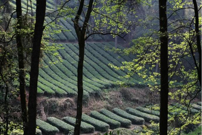 519中国旅游日免费景点,519中国旅游日活动总结