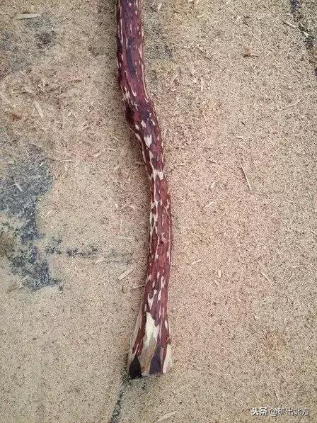 小叶紫檀原料到成品佛珠的流程,小叶紫檀佛珠加工全过程