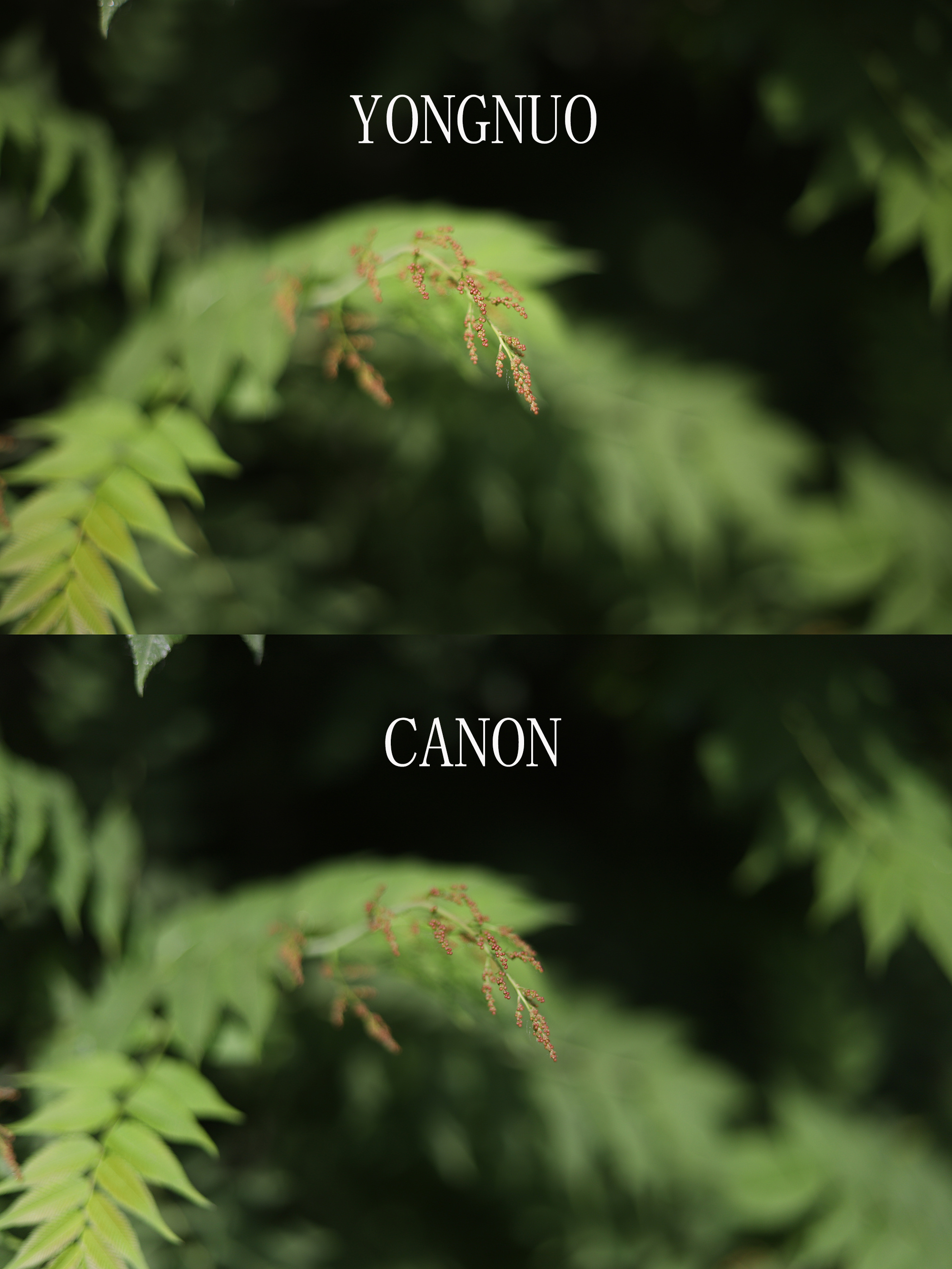 永诺yn50mmf1.8ii二代佳能550d,永诺yn50mmf1.8s索尼镜头是全画幅吗