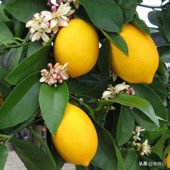 吃完的果核不要扔,吃完的水果核可以扔在土里吗