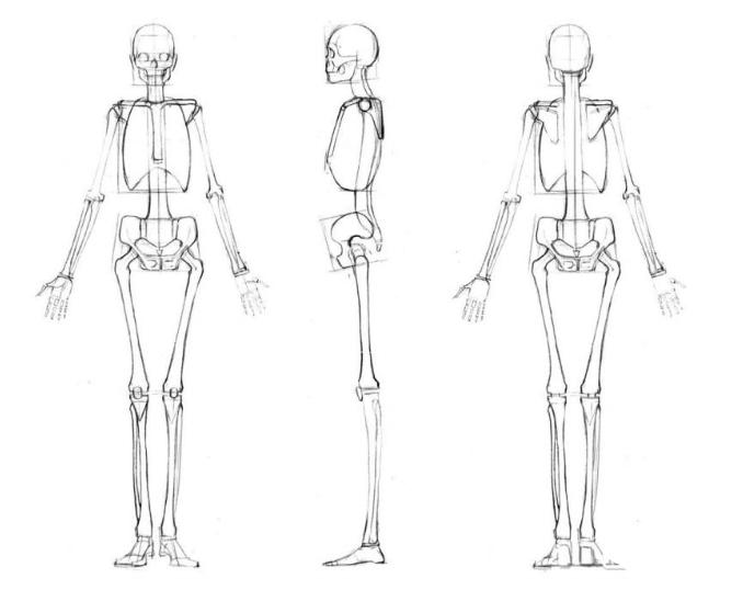人体板绘入门基础知识,新手板绘自学入门教程