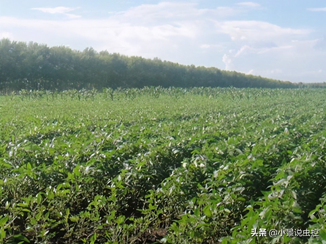 对付鼹鼠最有效的办法,对付鼹鼠的最好方法