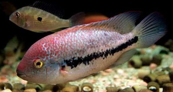 南美慈鲷,慈鲷有黑色的吗