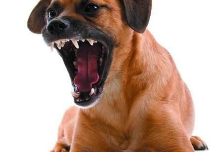 狗狗护食严重咬人怎么办,狗狗护食但是不咬人怎么纠正