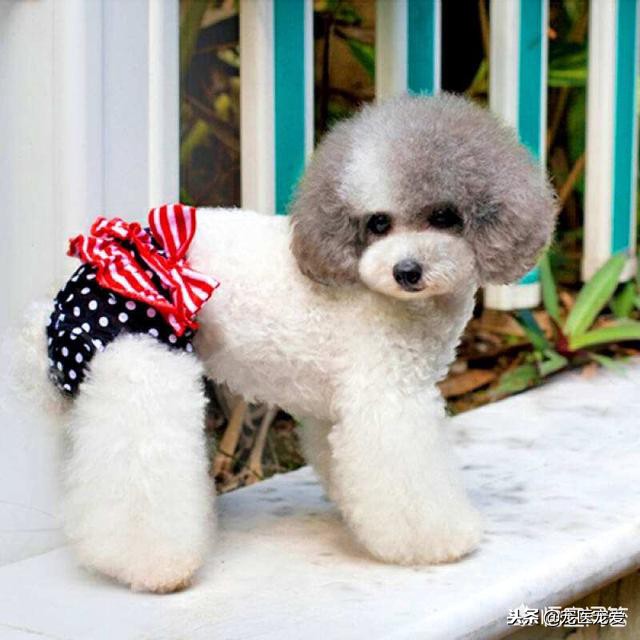 泰迪犬生理期出血多怎么办,泰迪狗狗来生理期怎么办