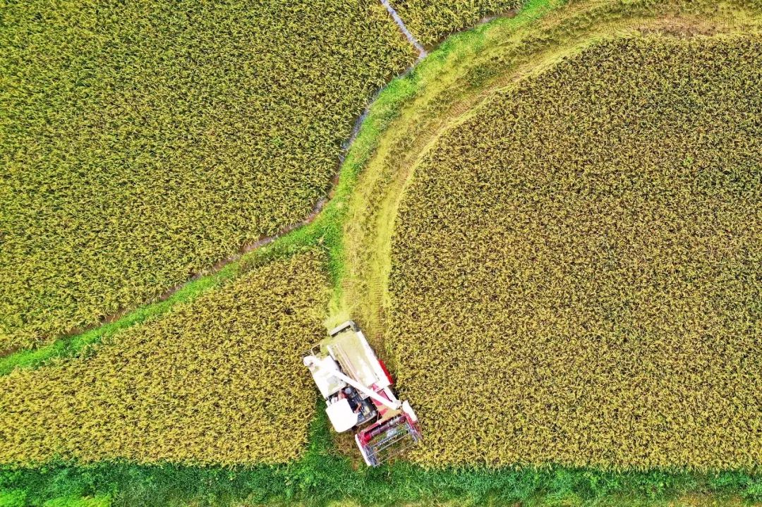 早稻市场分析,2022年新季早稻行情