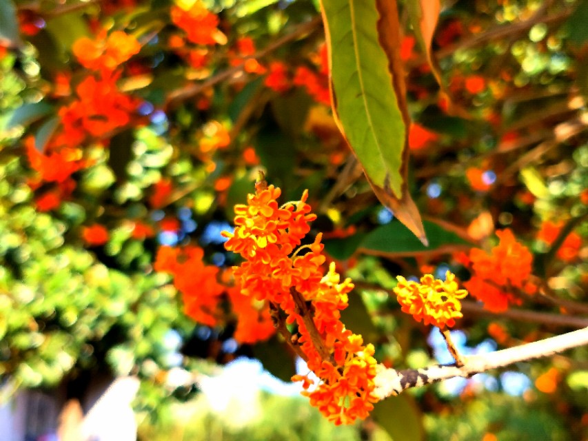 金秋十月金灿灿的桂花又香又美丽,又香又美的红桂花