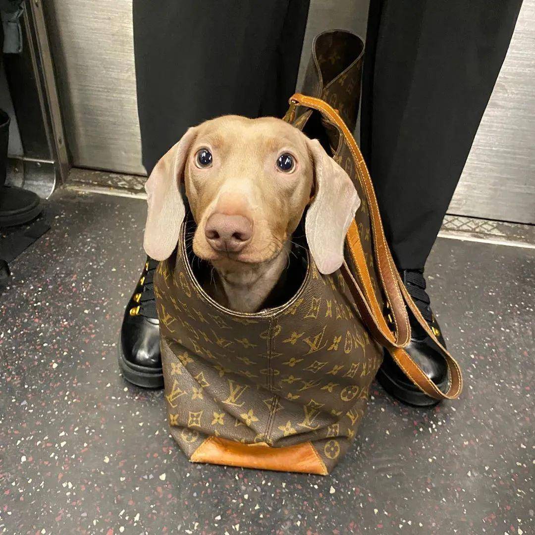 顾佳用奢侈品包包挤不进贵妇圈，纽约市民却用包把狗狗带上了地铁