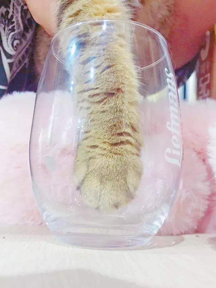 福利社|别抢咯，进来领猫爪杯啦！