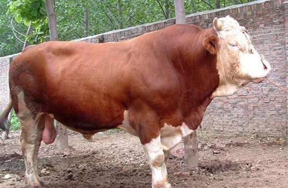 养牛的利润与成本牛舍建设,东北养牛的利润与成本真实