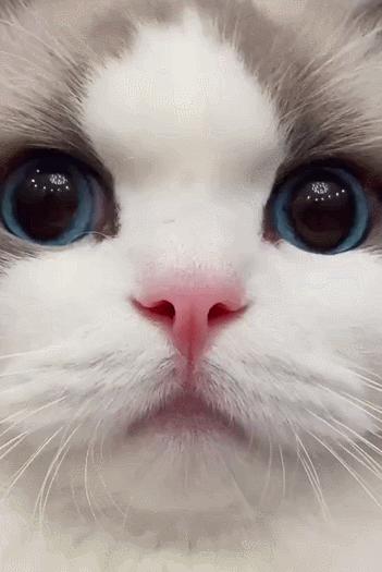 布偶猫身长四十厘米体重九斤,超级可爱的布偶猫有两万斤