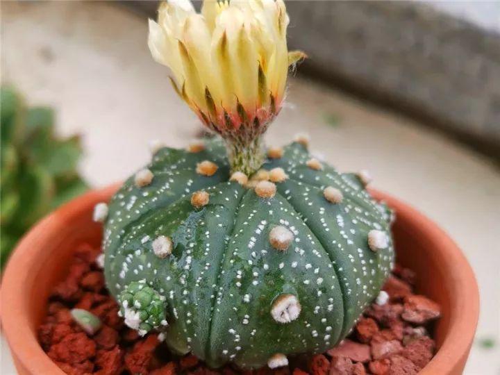 什么多肉夏天也可以继续生长,教你十大多肉养护技巧