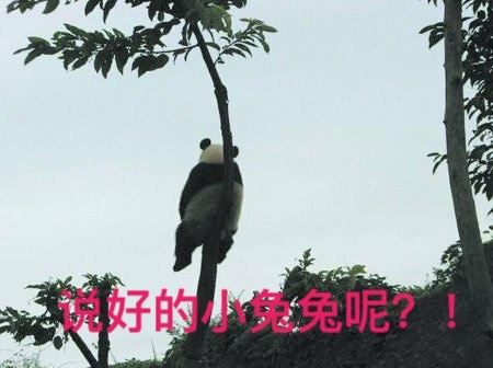 兔子野化,兔子野外环境是如何的