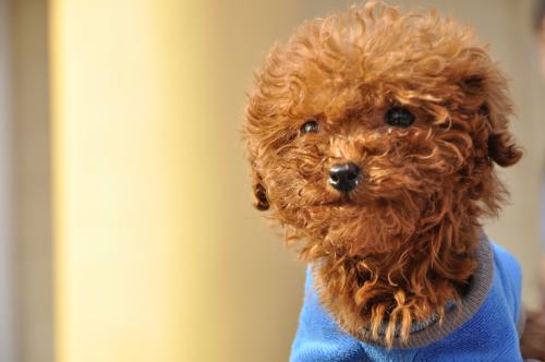 泰迪犬大便稀是怎么了,泰迪犬大便有白色黏液