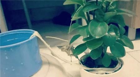 自制养花自动浇水神器教程,自制浇花喂水神器两根管