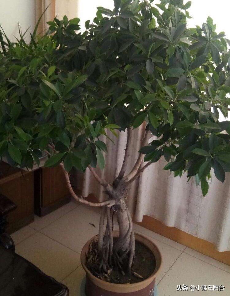 室内盆栽榕树的养殖方法,怎样养盆栽榕树最好