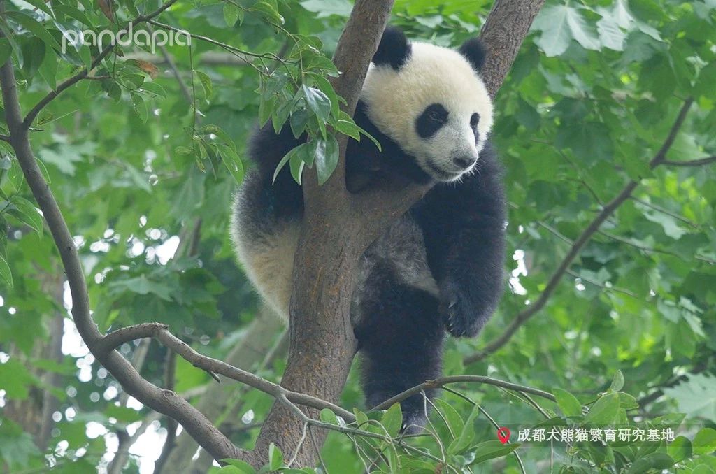 熊猫儿本人照片,熊猫儿图片
