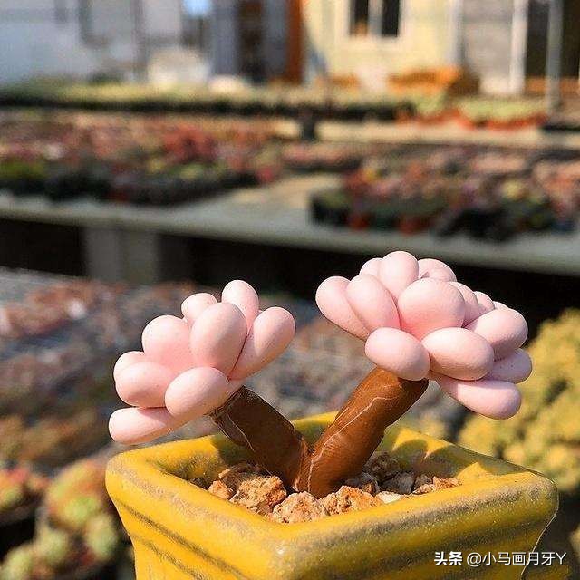 动物成语大集锦，和孩子们来场动物成语飞花令